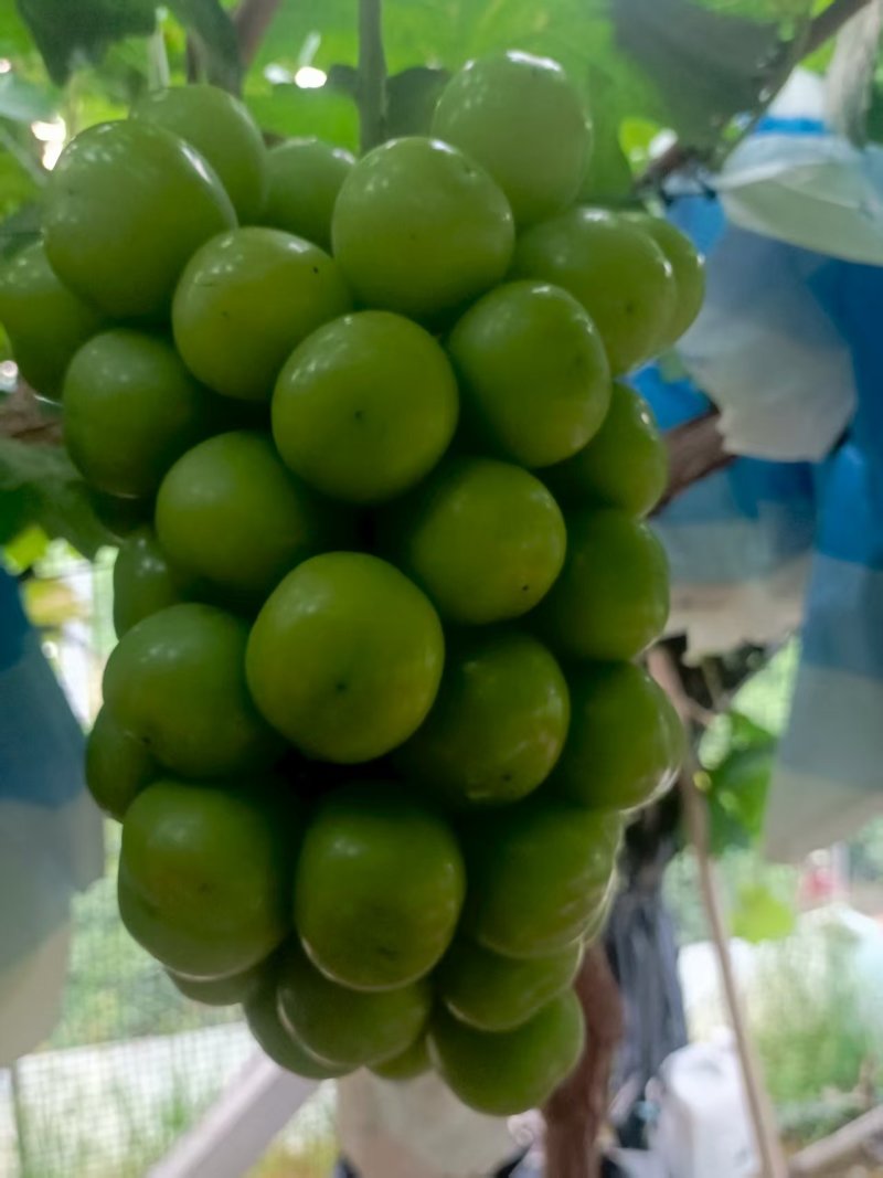 莒县阳光玫瑰葡萄产地直供大量有货质量保证一手货源全国发货