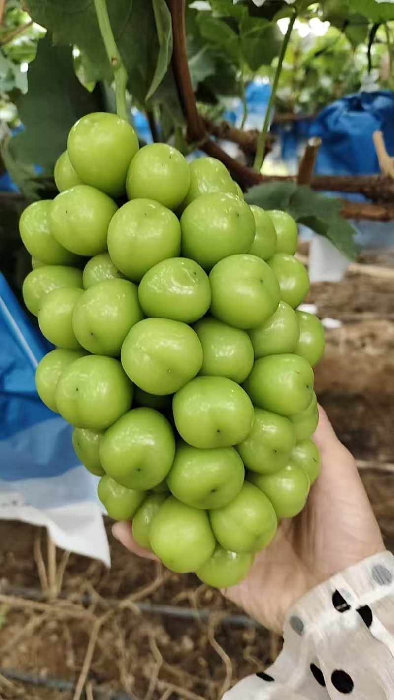 莒县阳光玫瑰葡萄产地直供大量有货质量保证一手货源全国发货
