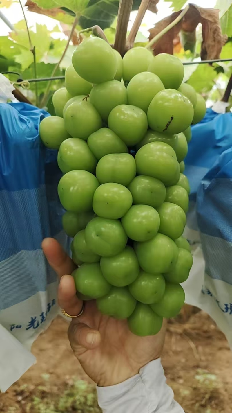 莒县阳光玫瑰葡萄产地直供大量有货质量保证一手货源全国发货