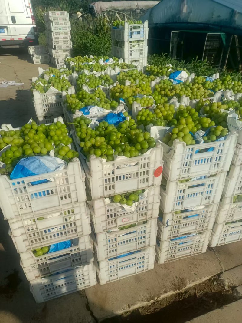 莒县阳光玫瑰葡萄产地直供大量有货质量保证一手货源全国发货