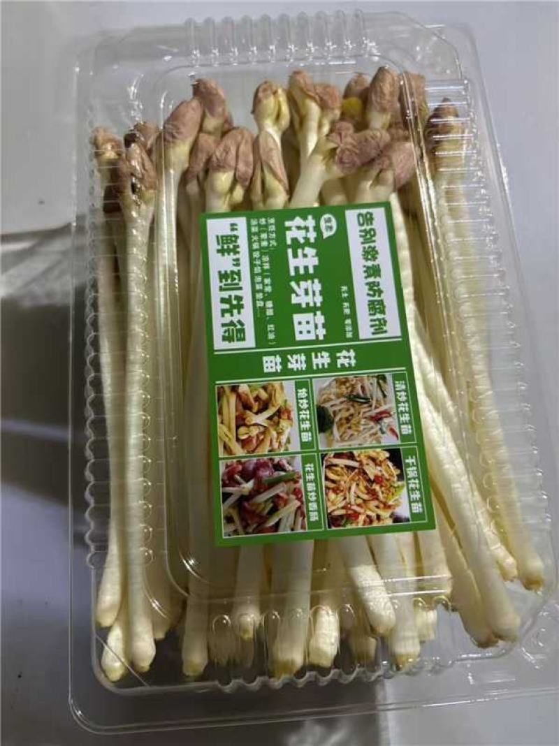 云南花生芽苗货源厂家直发量大价优欢迎随时联系