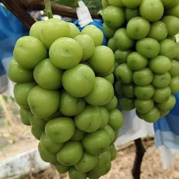 莒县阳光玫瑰葡萄产地直供大量有货质量保证一手货源全国发货