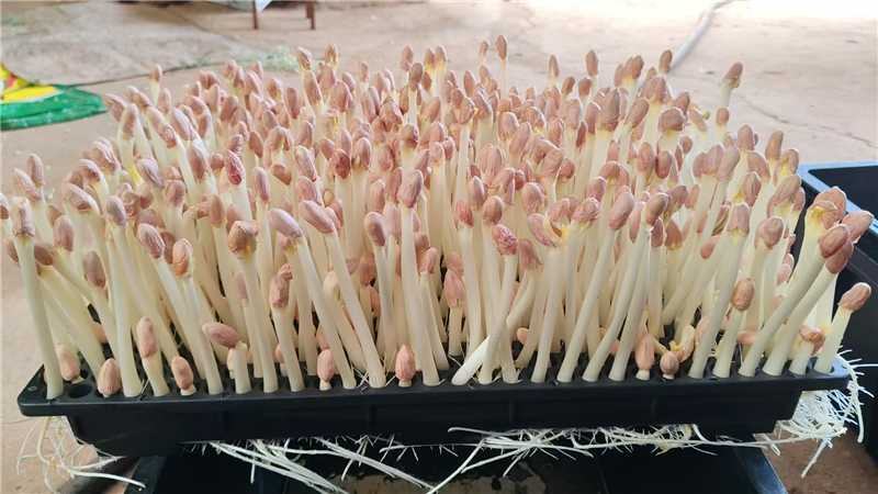 云南花生芽厂家直发量大价优欢迎随时电话联系