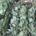 2025年广东本地野生狸尾草新鲜草干货都有需要随时联系我