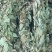 2025年广东本地野生狸尾草新鲜草干货都有需要随时联系我