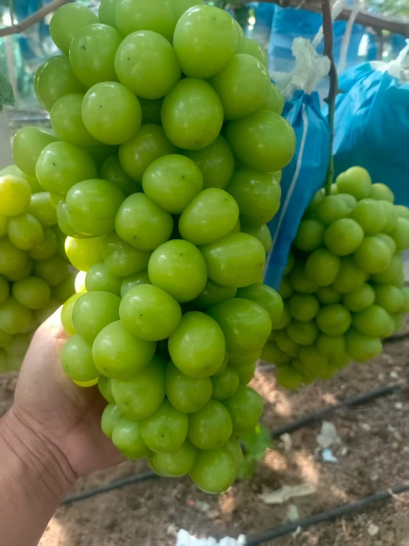 莒县阳光玫瑰葡萄产地直供大量有货质量保证一手货源全国发货