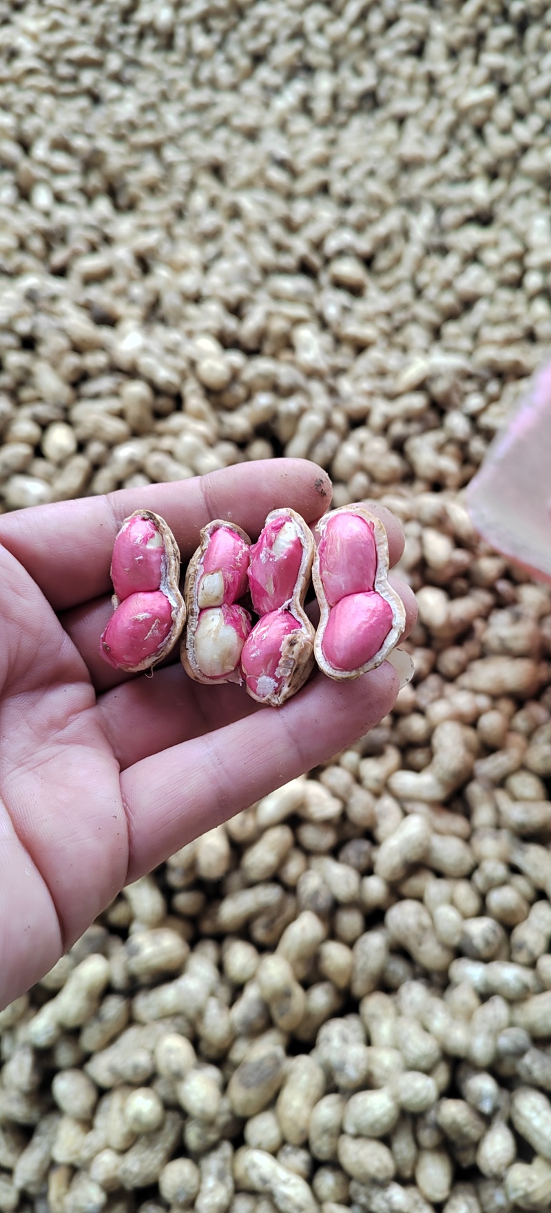 新鲜花生原产地直销白沙系大量有货量大从优