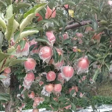 中秋王苹果，产地直发，品质保证，欢迎各地老板来电洽谈