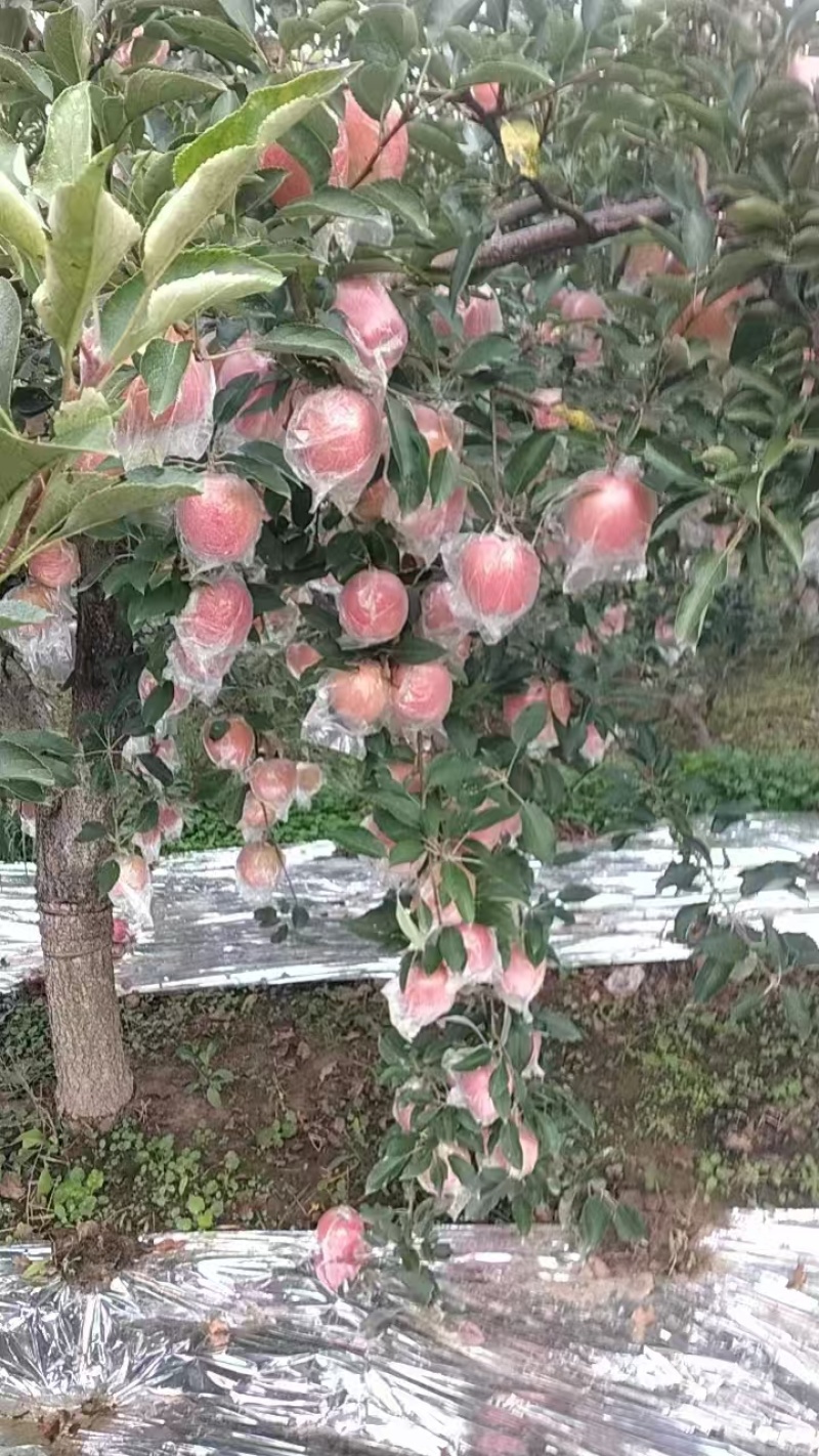 中秋王苹果，产地直发，品质保证，欢迎各地老板来电洽谈