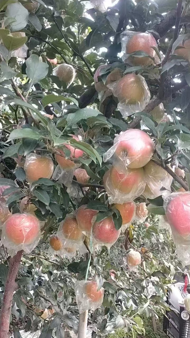 中秋王苹果，产地直发，品质保证，欢迎各地老板来电洽谈