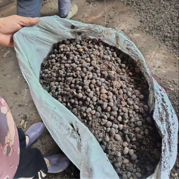 发酵纯羊粪，大量现货，基地直发品质保证，量大从优！