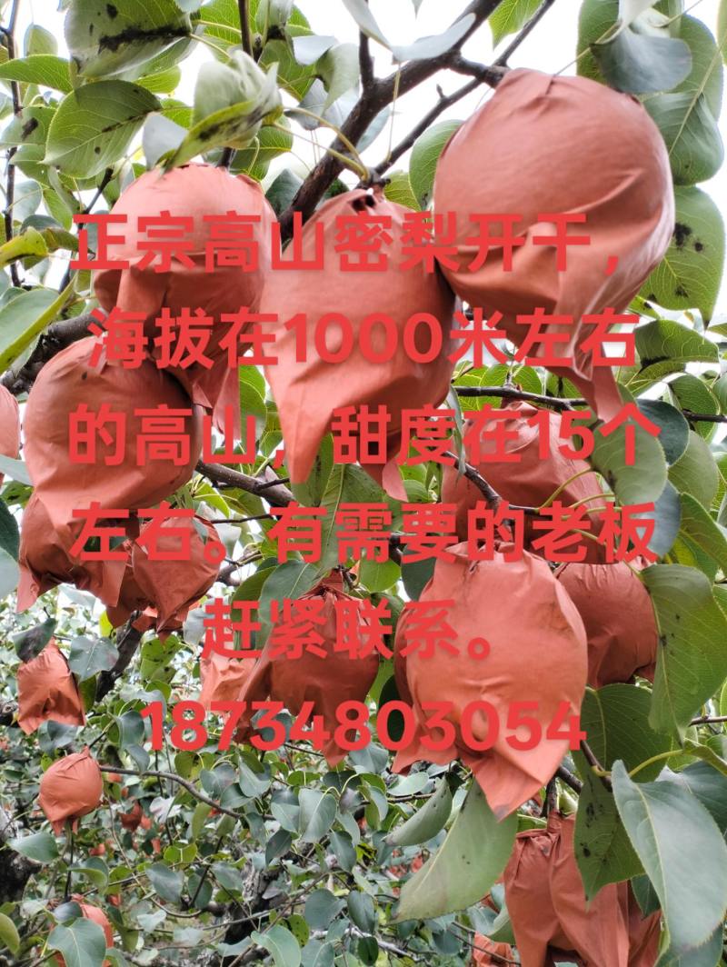正宗平遥高山贡梨🍐，密梨，生长在海拔1000左右的山巅。