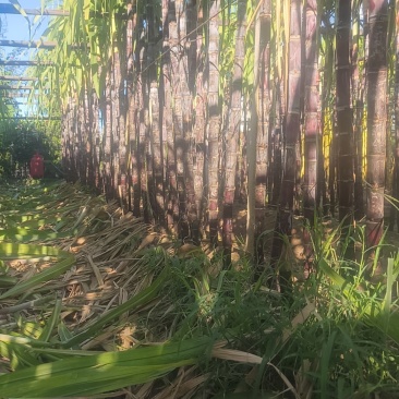 我要卖北方种植大棚水果，甘蔗，有黄金，有黑皮，品质好，价格低