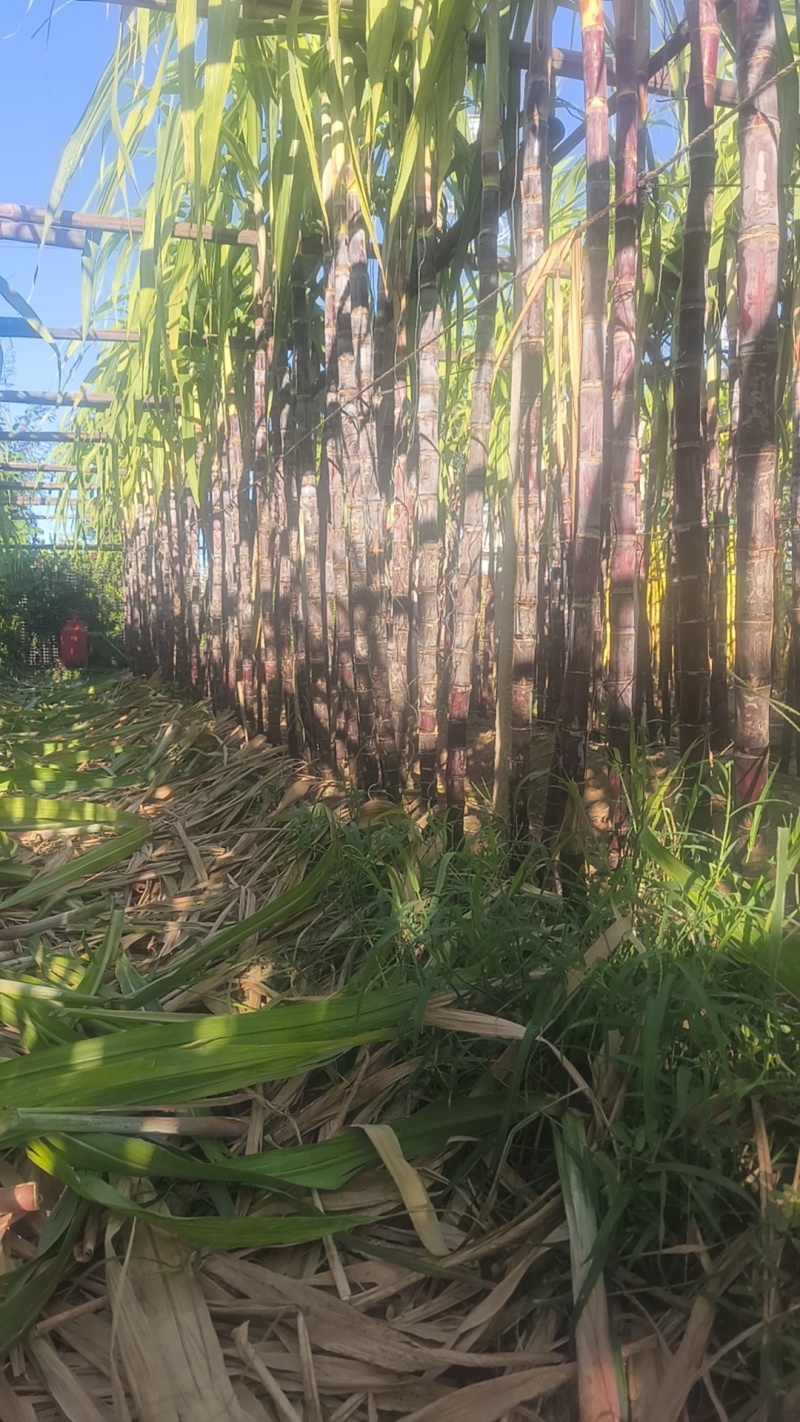 我要卖北方种植大棚水果，甘蔗，有黄金，有黑皮，品质好，价格低