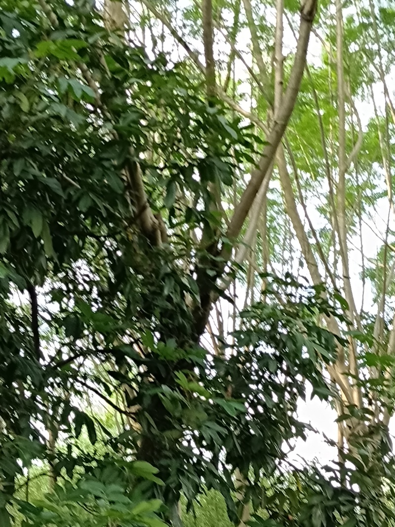四川泸州蓝花楹