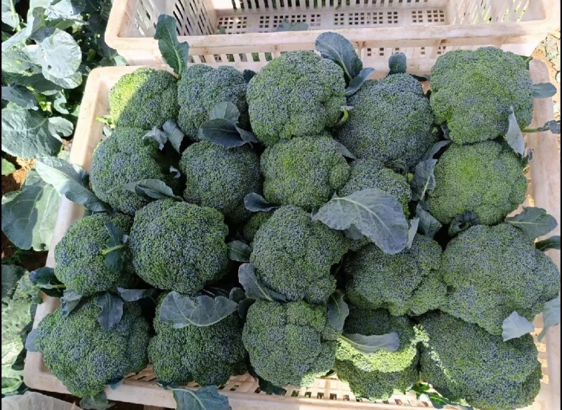 西兰花，河北西兰花，阳原西兰花，蔚县西兰花，张家口西兰花