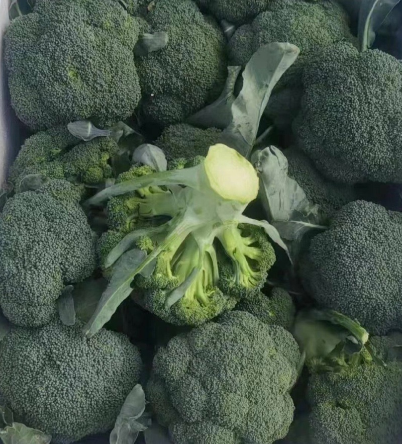 西兰花，河北西兰花，阳原西兰花，蔚县西兰花，张家口西兰花