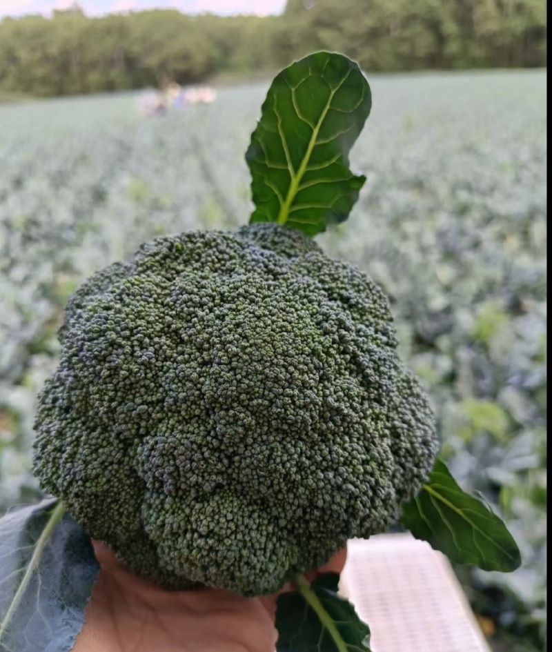 西兰花，河北西兰花，阳原西兰花，蔚县西兰花，张家口西兰花