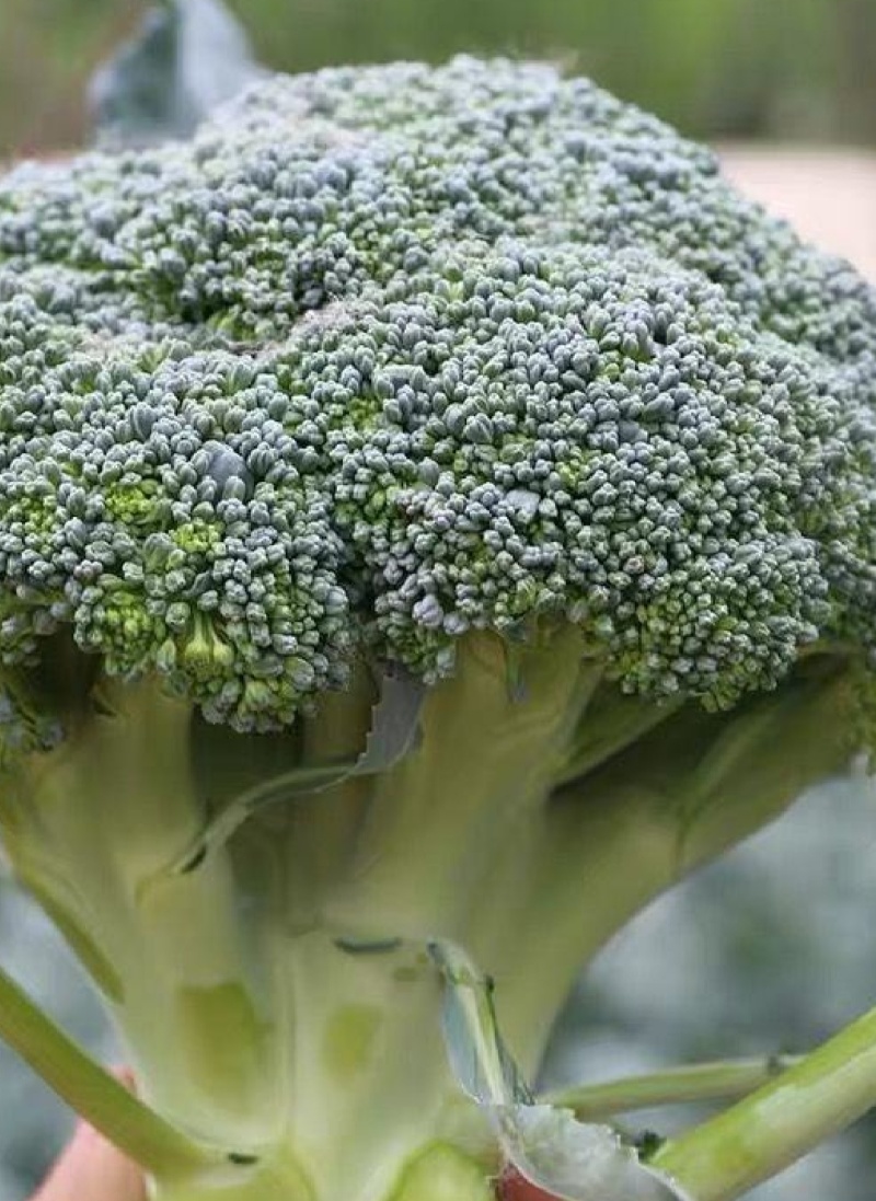 西兰花，河北西兰花，阳原西兰花，蔚县西兰花，张家口西兰花