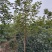 黄花风铃木
