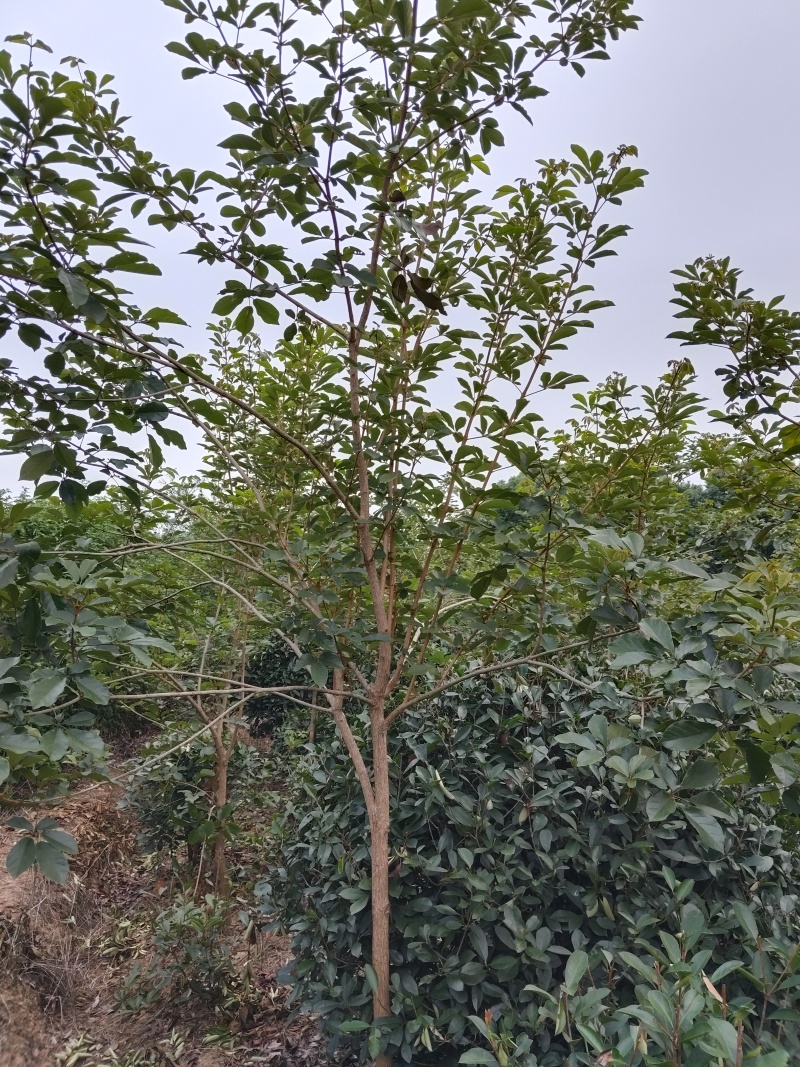 黄花风铃木