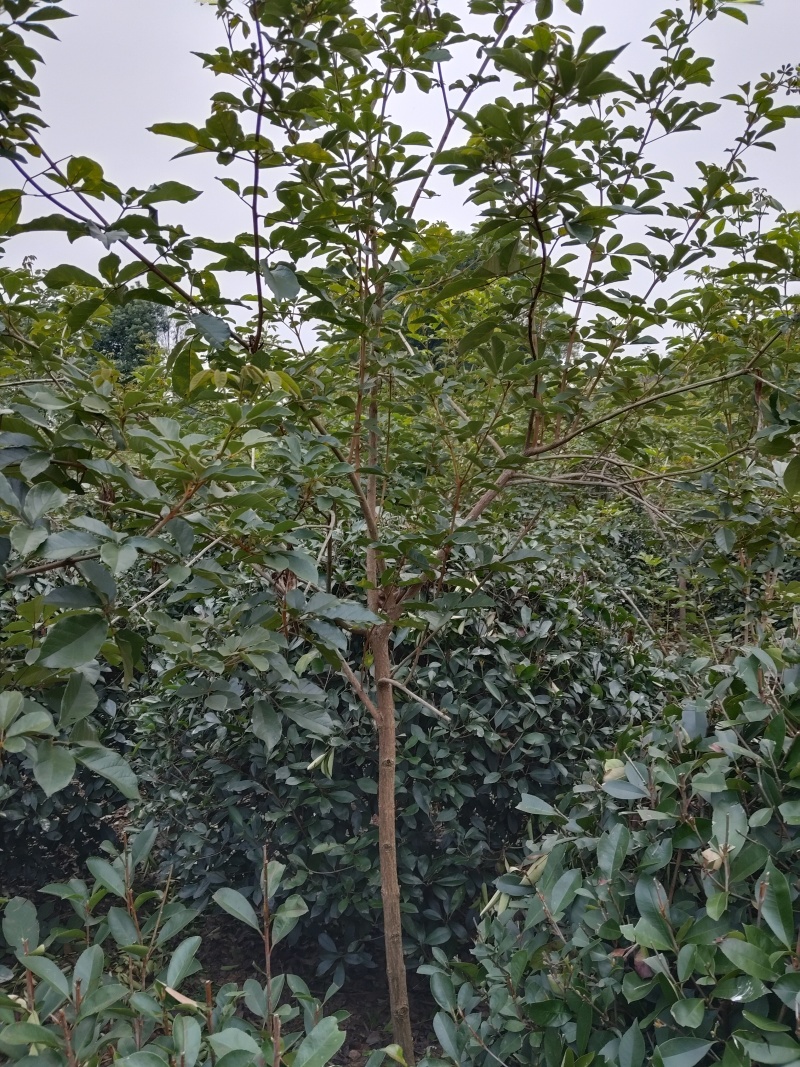 黄花风铃木