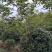 黄花风铃木