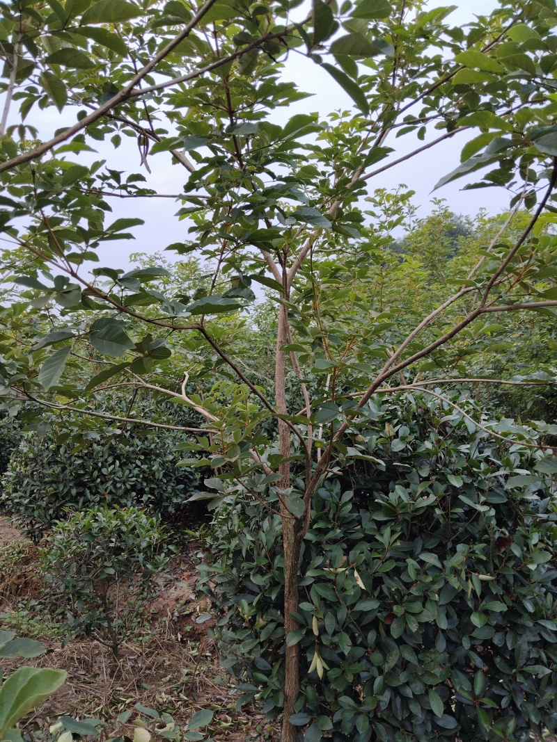 黄花风铃木
