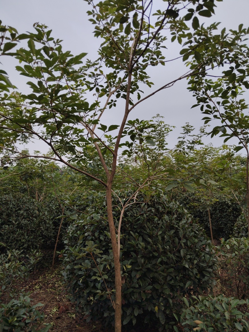 黄花风铃木