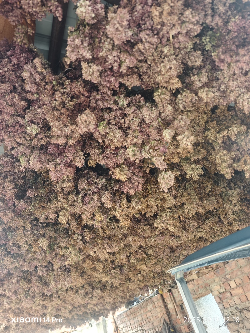 甘肃岷县三年母本培育当归种子1斤起售保质量欢迎联系