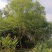 四川泸州蓝花楹