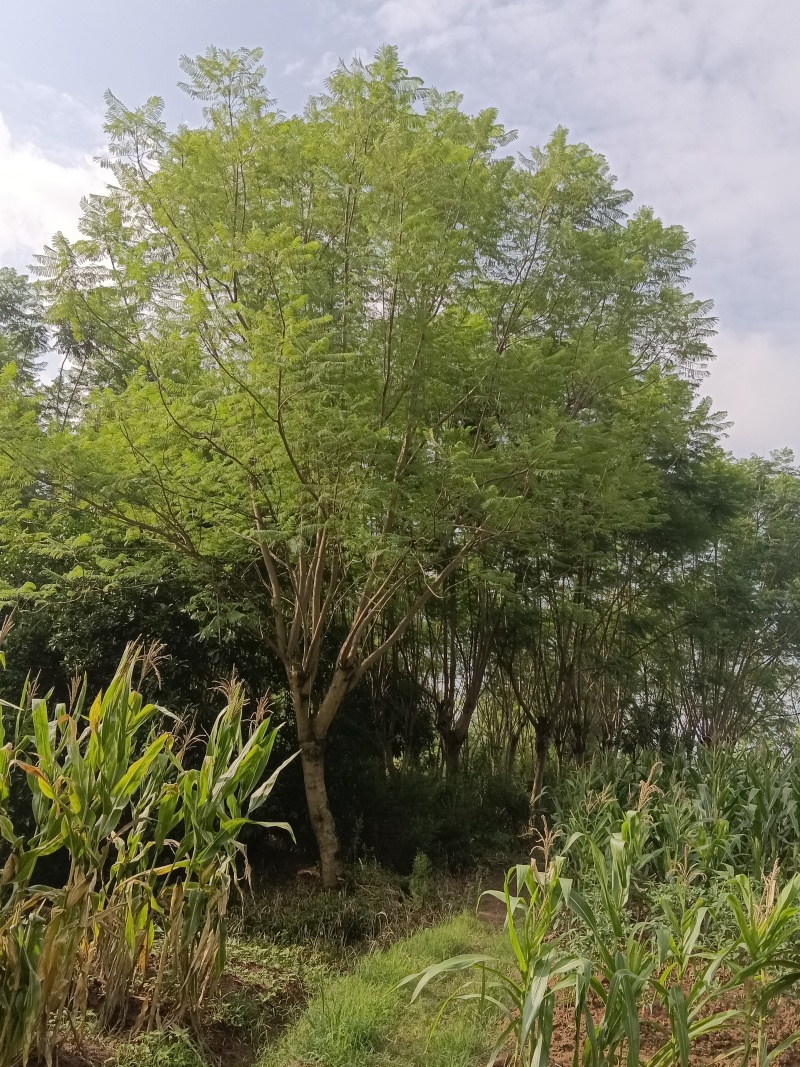 四川泸州蓝花楹