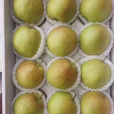 小西天玉露香梨