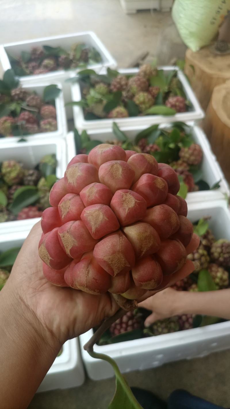 云南热带老虎果，一手货源，无中间商，产地直发，现摘现发