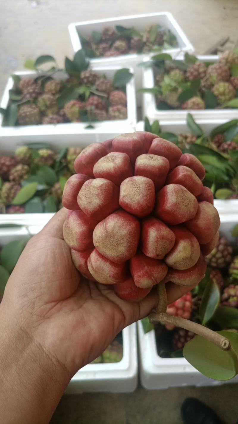 云南热带老虎果，一手货源，无中间商，产地直发，现摘现发