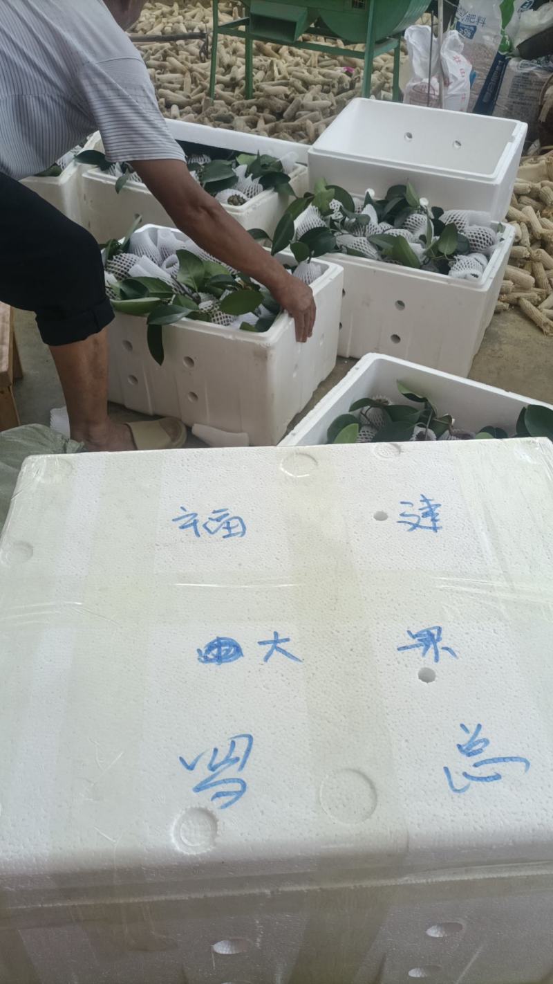 云南热带老虎果，一手货源，无中间商，产地直发，现摘现发