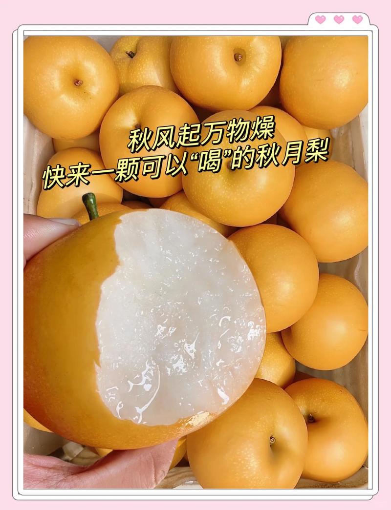 秋月梨正宗秋月梨产地直发脆甜多汁对接商超电商