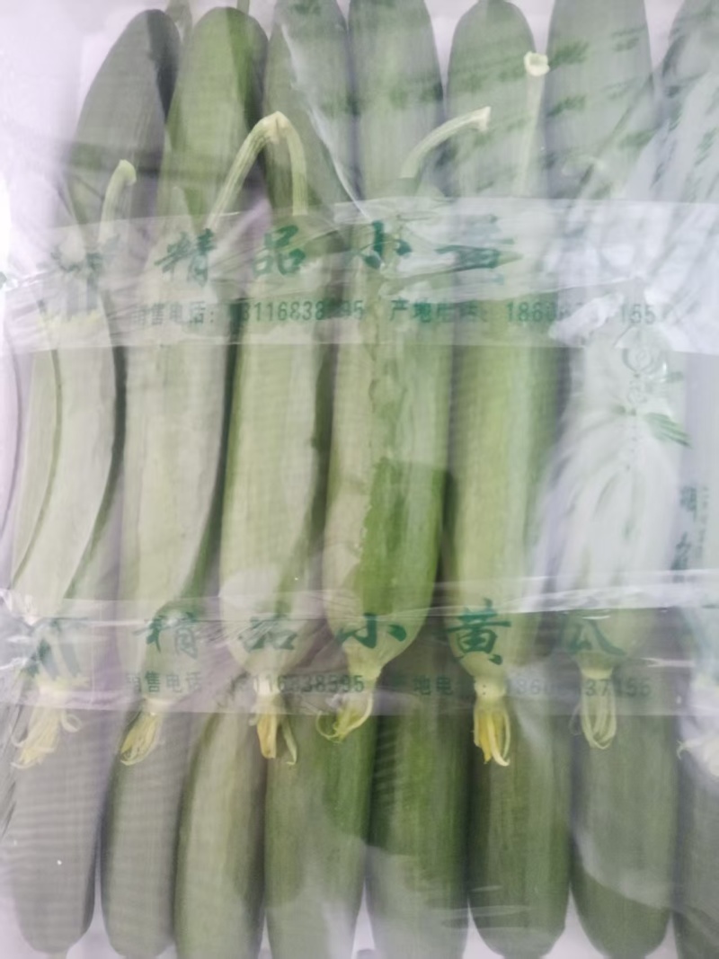 精品水果黄瓜产地直发货源充足量大从优质量保证欢迎咨询