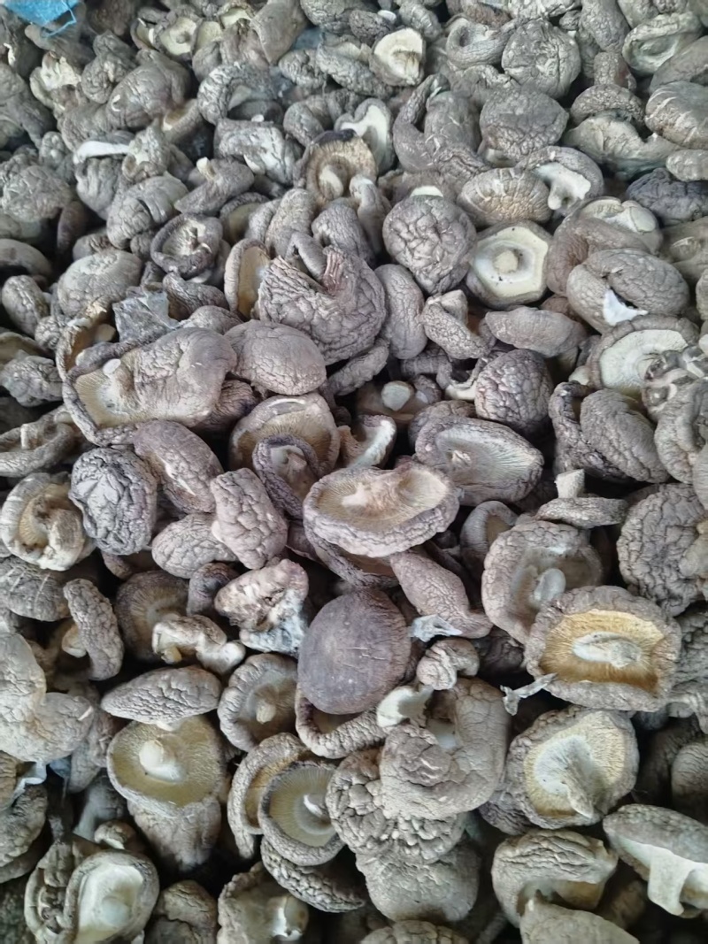 驻马店干香菇长期供货，量大支出，欢迎选购