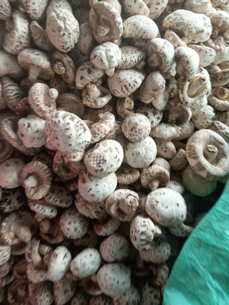 干花菇长期供应，河南产地支出，量大从优