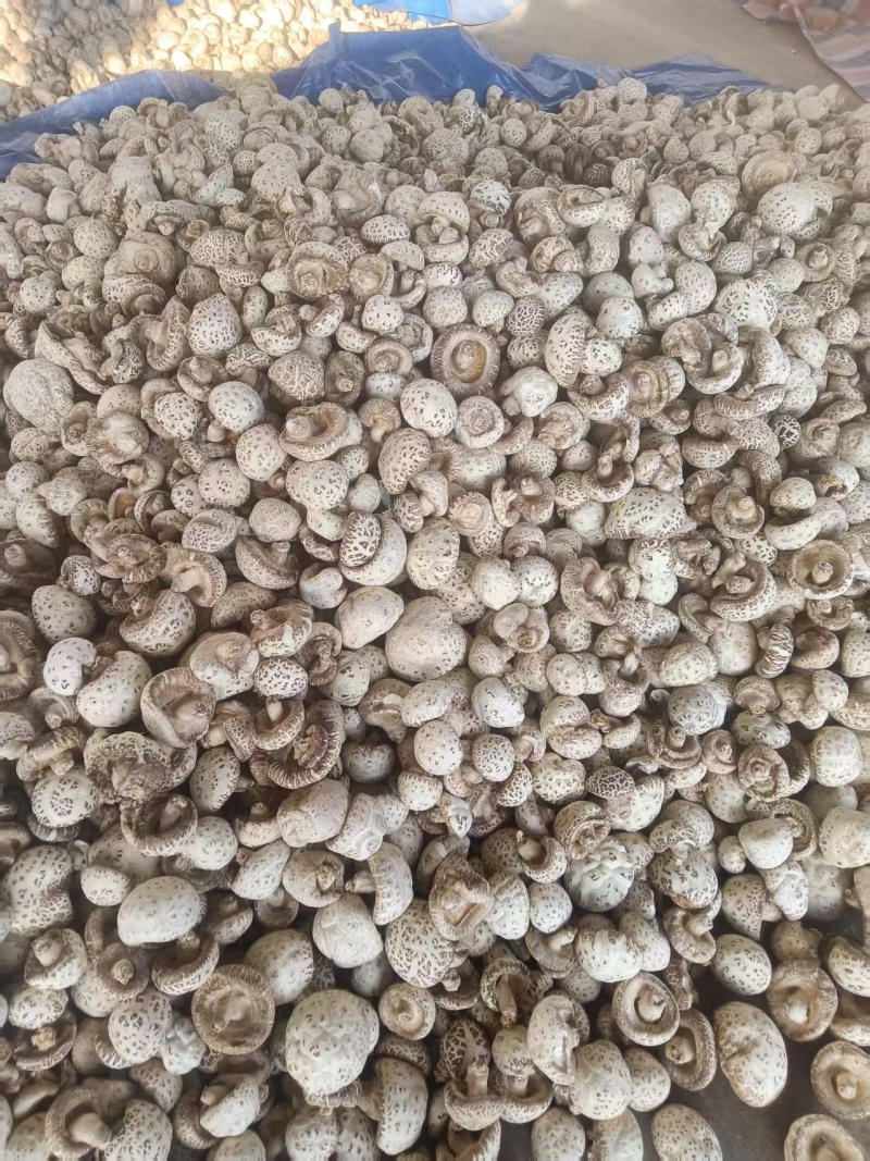 干花菇长期供应，河南产地支出，量大从优
