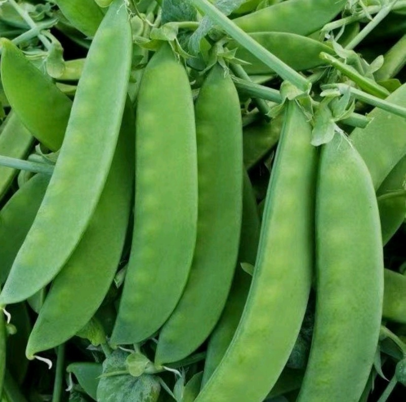 豌豆种子金品双荚白花荷兰豆甜脆大荚