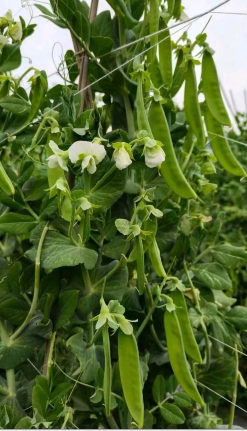 豌豆种子金品双荚白花荷兰豆甜脆大荚