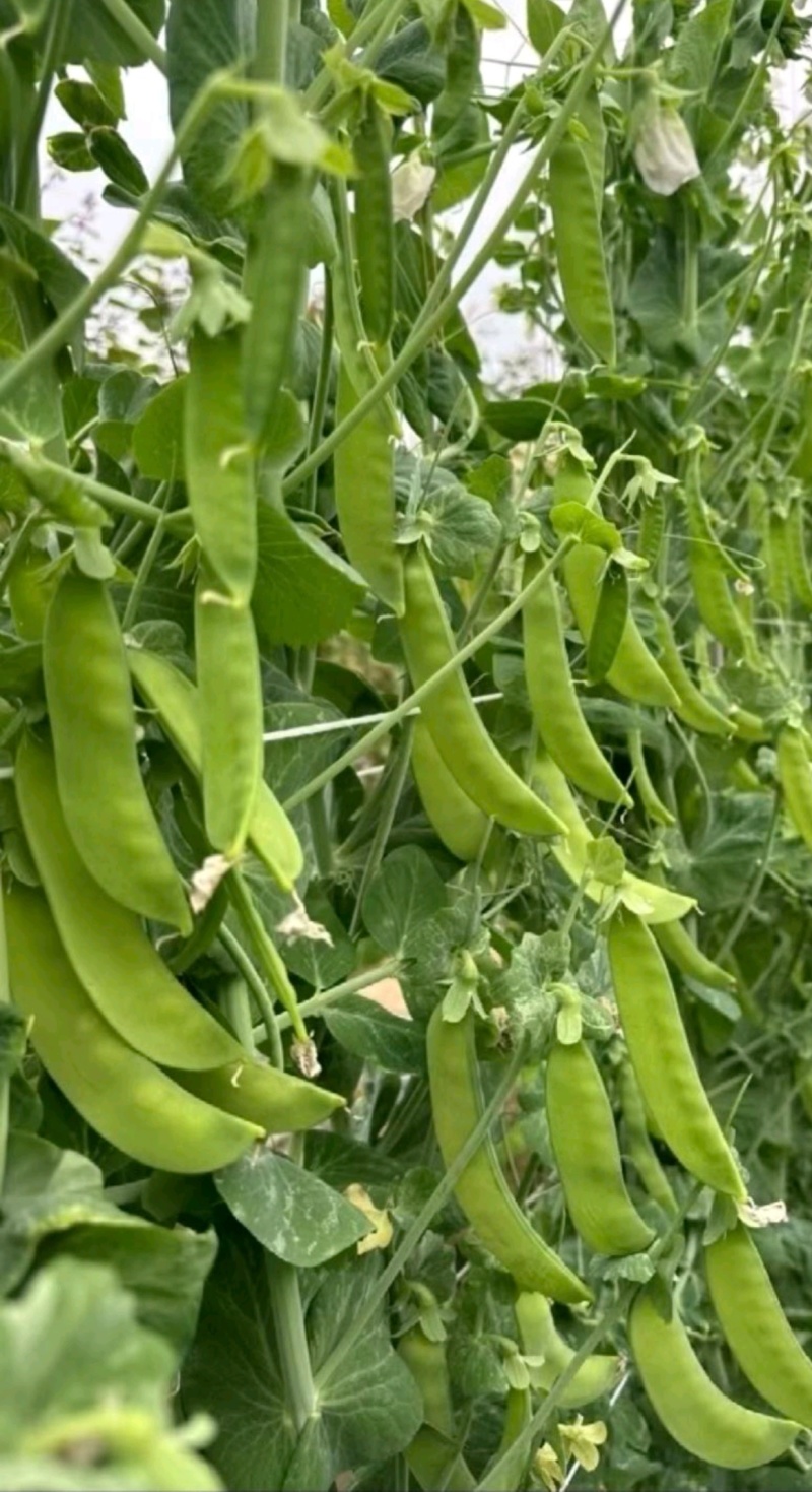豌豆种子金品双荚白花荷兰豆甜脆大荚