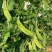 豌豆种子金品双荚白花荷兰豆甜脆大荚