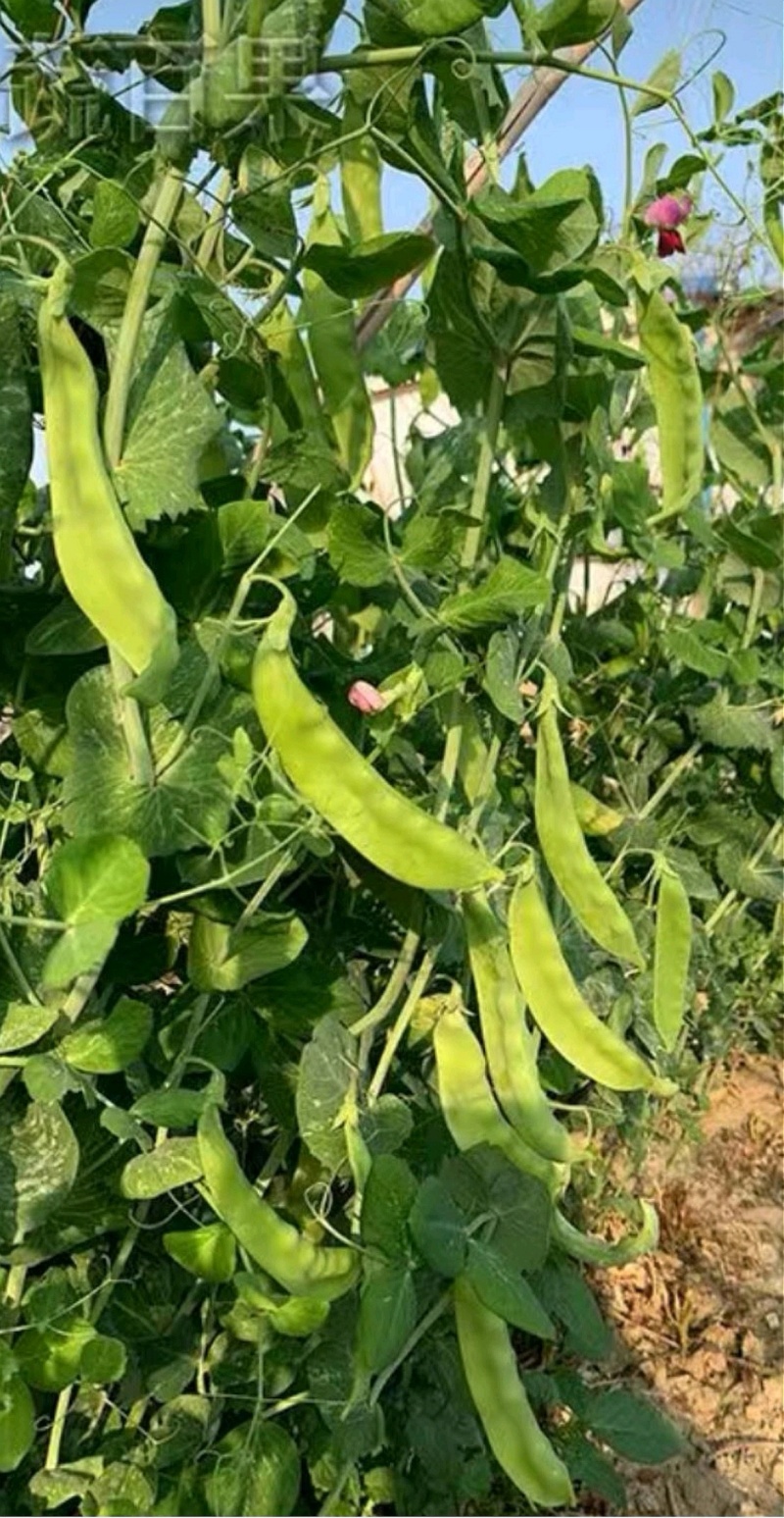 豌豆种子金品双荚白花荷兰豆甜脆大荚