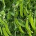 豌豆种子金品双荚白花荷兰豆甜脆大荚