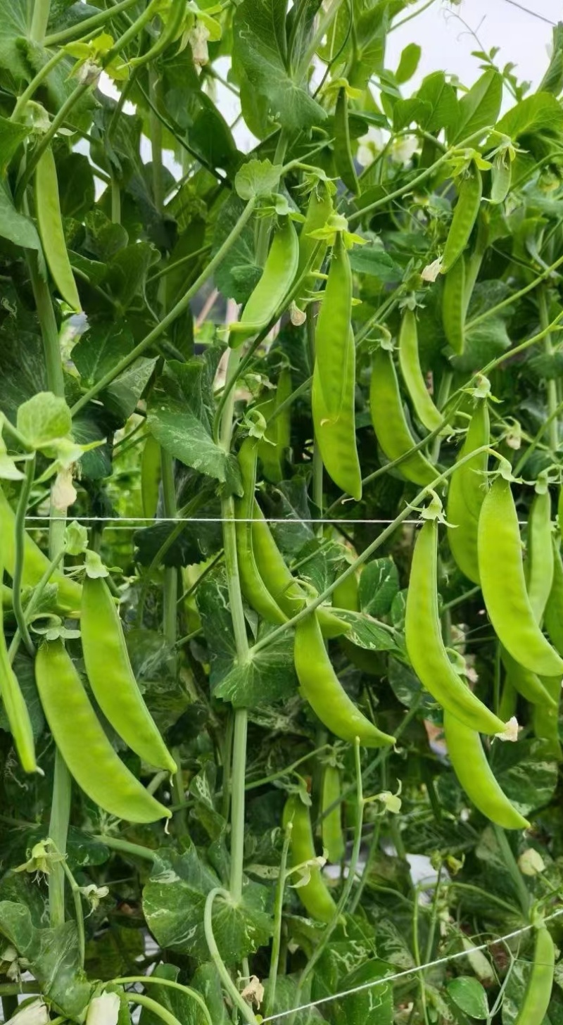 豌豆种子金品双荚白花荷兰豆甜脆大荚