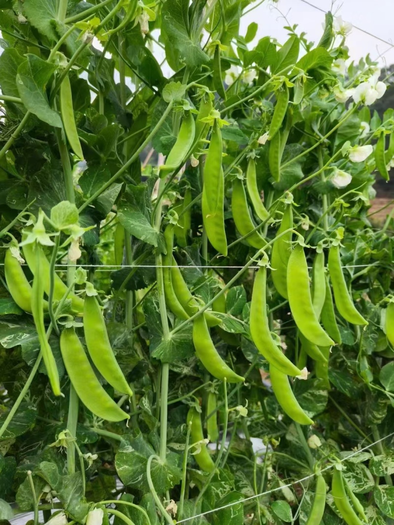 豌豆种子金品双荚白花荷兰豆甜脆大荚