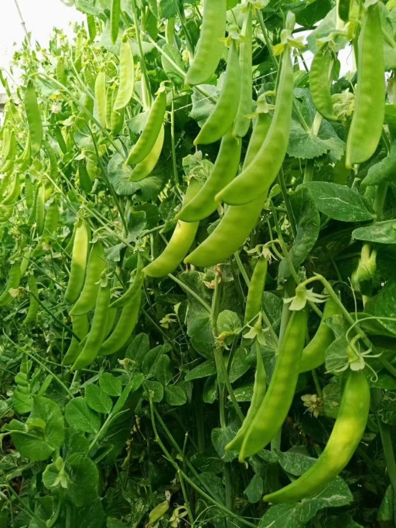 豌豆种子金品双荚白花荷兰豆甜脆大荚